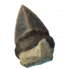 Dull Shark Tooth.png