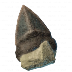 Dull Shark Tooth.png