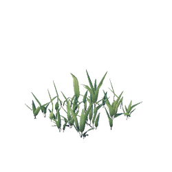 Wheat Seedling.png