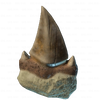 Sharp Shark Tooth.png