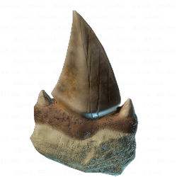 Sharp Shark Tooth.png