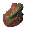 link = Prawn Fossil