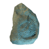 Ammonite Imprint.png