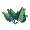 Stinging Nettle.png