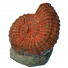 Big Ammonite.png