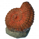 Big Ammonite