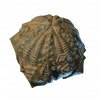 Round Sea Urchin.png